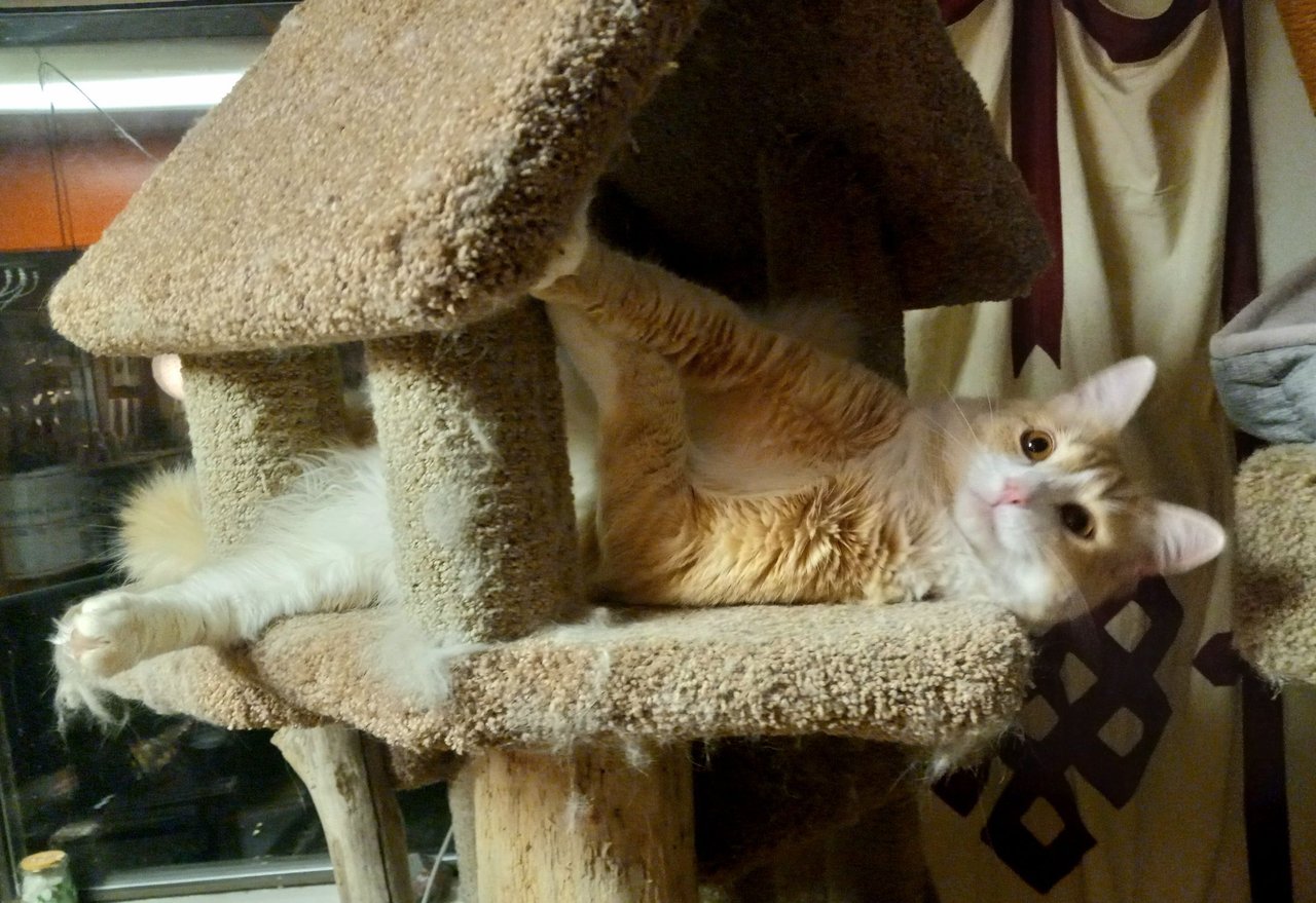 https://files.peakd.com/file/peakd-hive/curatorcat/23wWtdRnSGEvGE5LN94KEkuyz6NHhNRcZquNRBa3U2gSwwpPiAchLDkq8r6dkt7BC8ab2.jpg