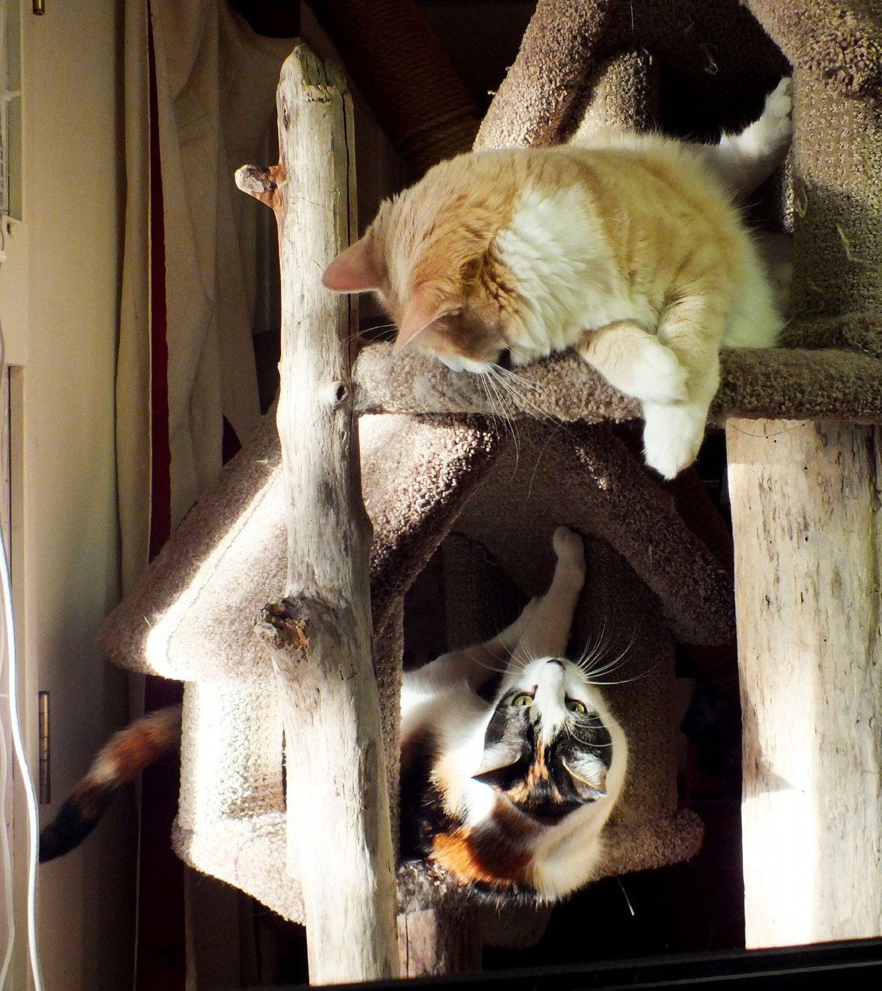 Curator Cat: Caturday and Spring Breezes!