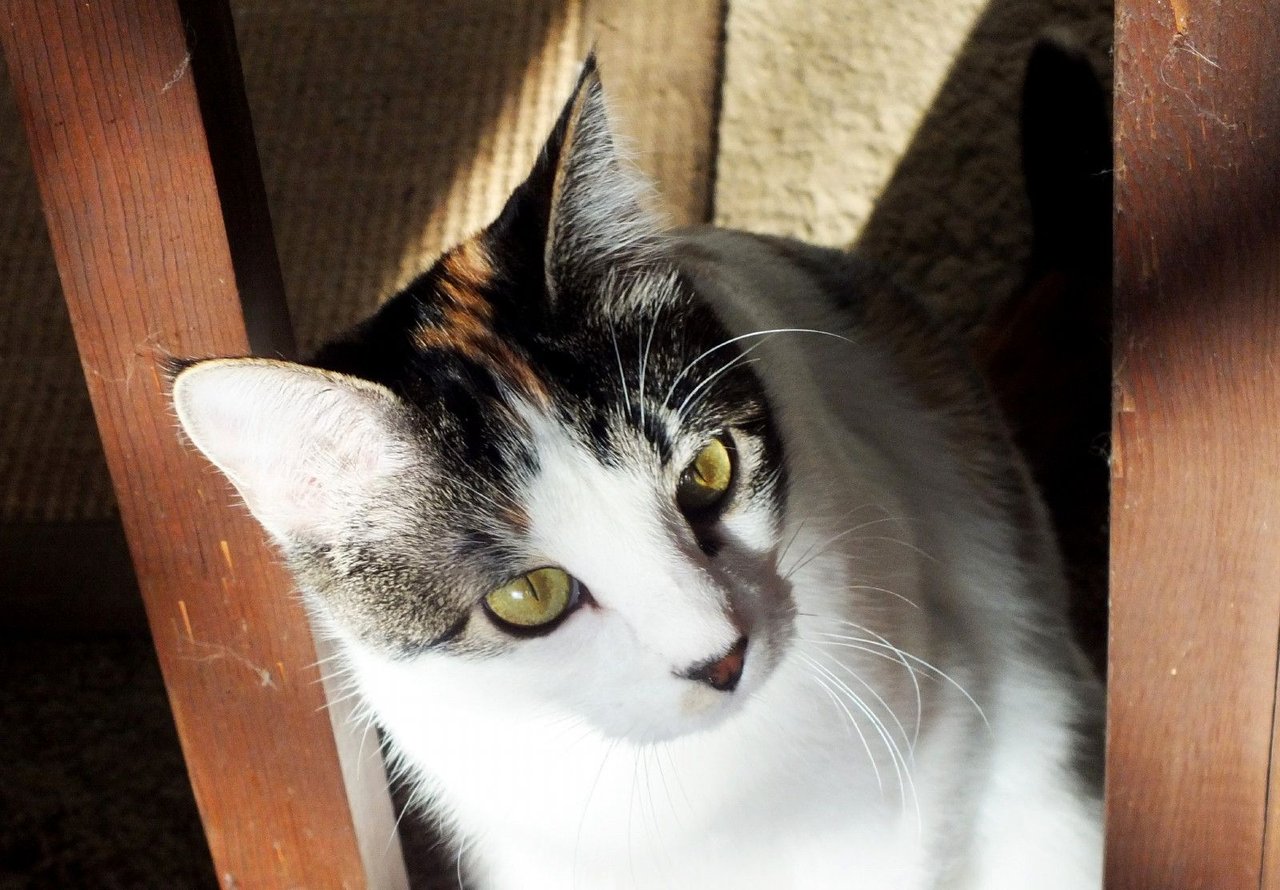 https://files.peakd.com/file/peakd-hive/curatorcat/23wX1U3aZjZgWJ9qsvKVkWzD782dbHFzeiUKg6apHopuhojERWTqBabaiZ62PEFx8S68r.jpg