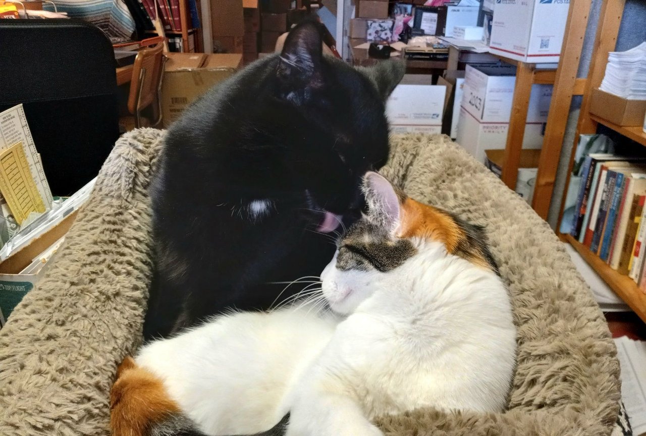 https://files.peakd.com/file/peakd-hive/curatorcat/23wX1YM2fH5H9xAqaG72twyhqHfV2BaHf5G2ugoYeSj4K7wwfnBrpPScTsokXKWpQ3479.jpg