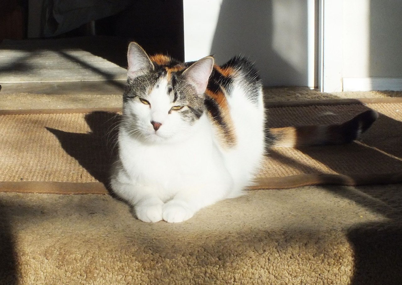 https://files.peakd.com/file/peakd-hive/curatorcat/23wX3CHTwu2wmTUimwGq4wisa1A4aSVXuEYg7szczYrMLwwsTxfsYEkWPq2JvaffmAEoD.jpg