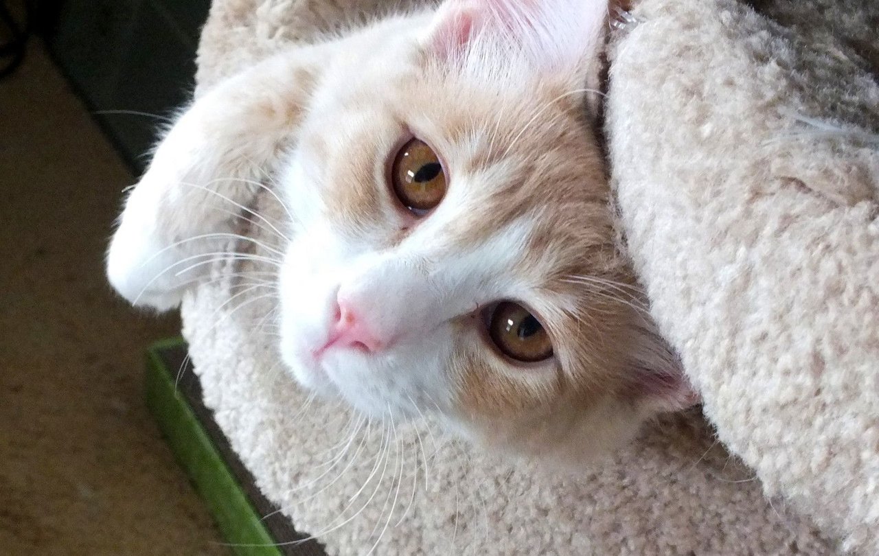 https://files.peakd.com/file/peakd-hive/curatorcat/23wX5rBm2fNjrAJ4FdruPACV2mApMe5tHJrU457xreY6KzThQ9zi2L1e3Q3ms1oFEMQSW.jpg