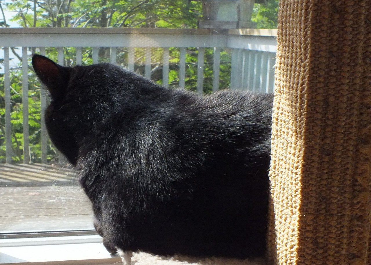 Curator Cat: Lazy Summer Caturday for the Fluffy Crew!