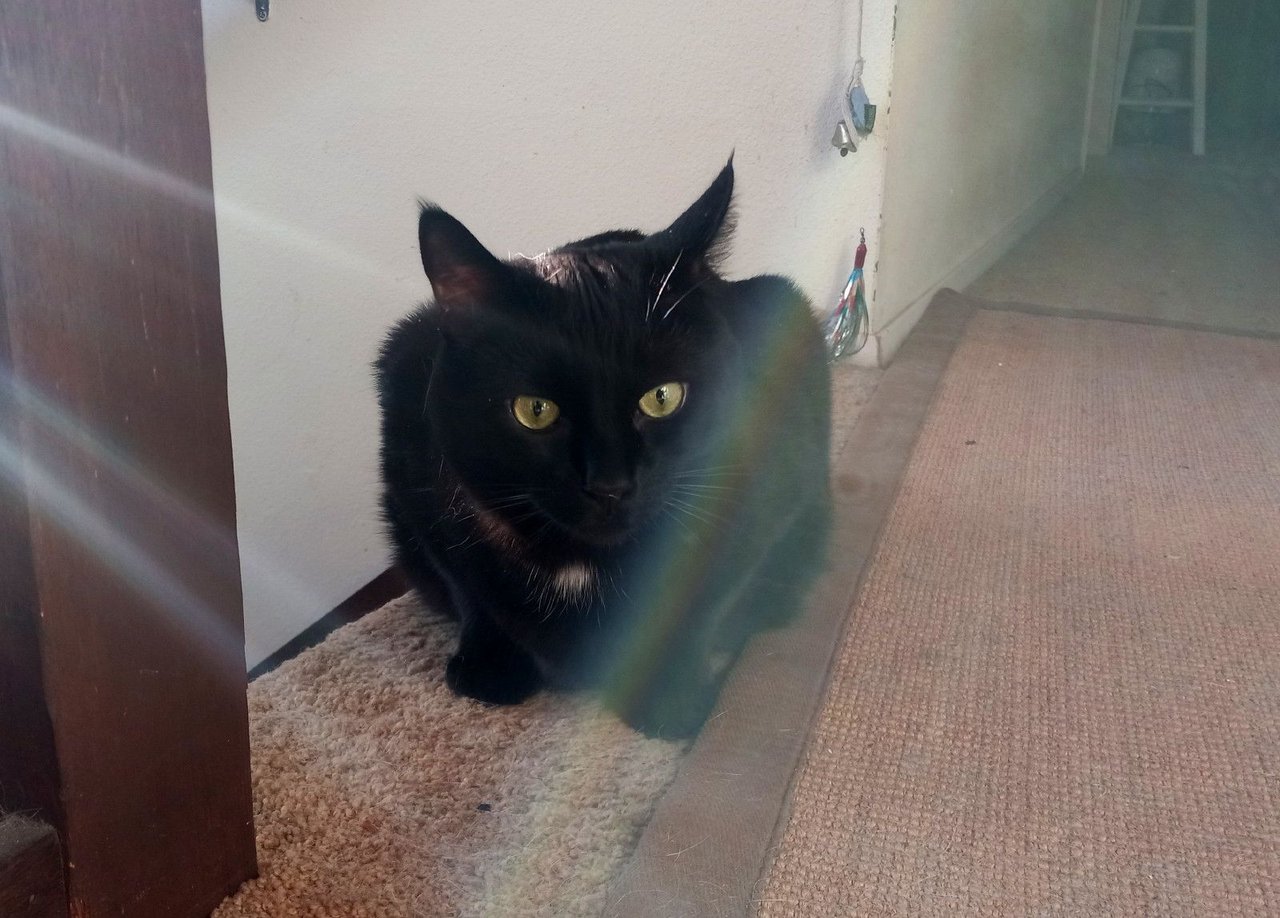 https://files.peakd.com/file/peakd-hive/curatorcat/23wqiZYXx6VJu8JzxVJJqpp3j9iYp4espromZhhSkZirVCzJ24s43QroCEhGNoZ7ZfFeg.jpg