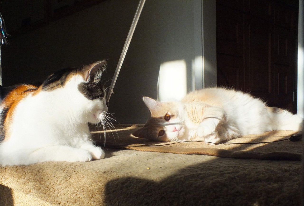 https://files.peakd.com/file/peakd-hive/curatorcat/23wqkdzB3jwpD6RmVVVs3vb7FLqgDipMNqtFUkxsQDSaXoL4Fd6VpVdxsfUNT2fU32KxC.jpg