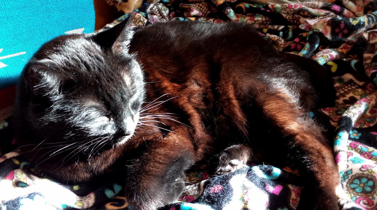 https://files.peakd.com/file/peakd-hive/curatorcat/23wzzrZ9B3soJh9cF4LgSH3ovc6vHgJgKNHZT8SAK94hcirQNa6KvkBbwhZxecweqec2c.jpg