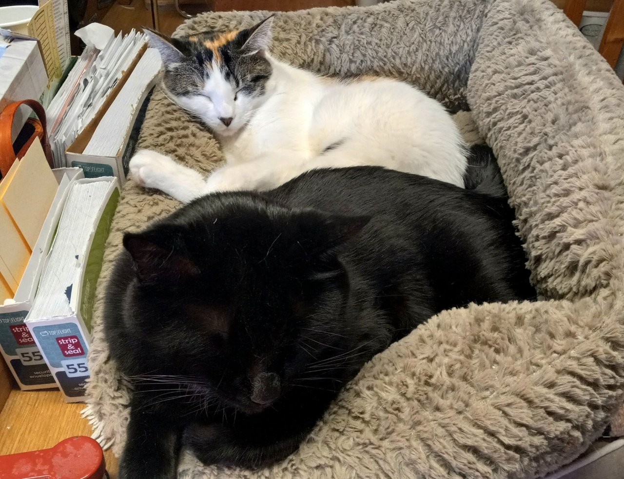 https://files.peakd.com/file/peakd-hive/curatorcat/23x19NcUFiLydw984p2hZQ3Hh14FCfu4n2ZWZhtJ7z89c7QM3r2buPBvVGZFZACT4NXEN.jpg