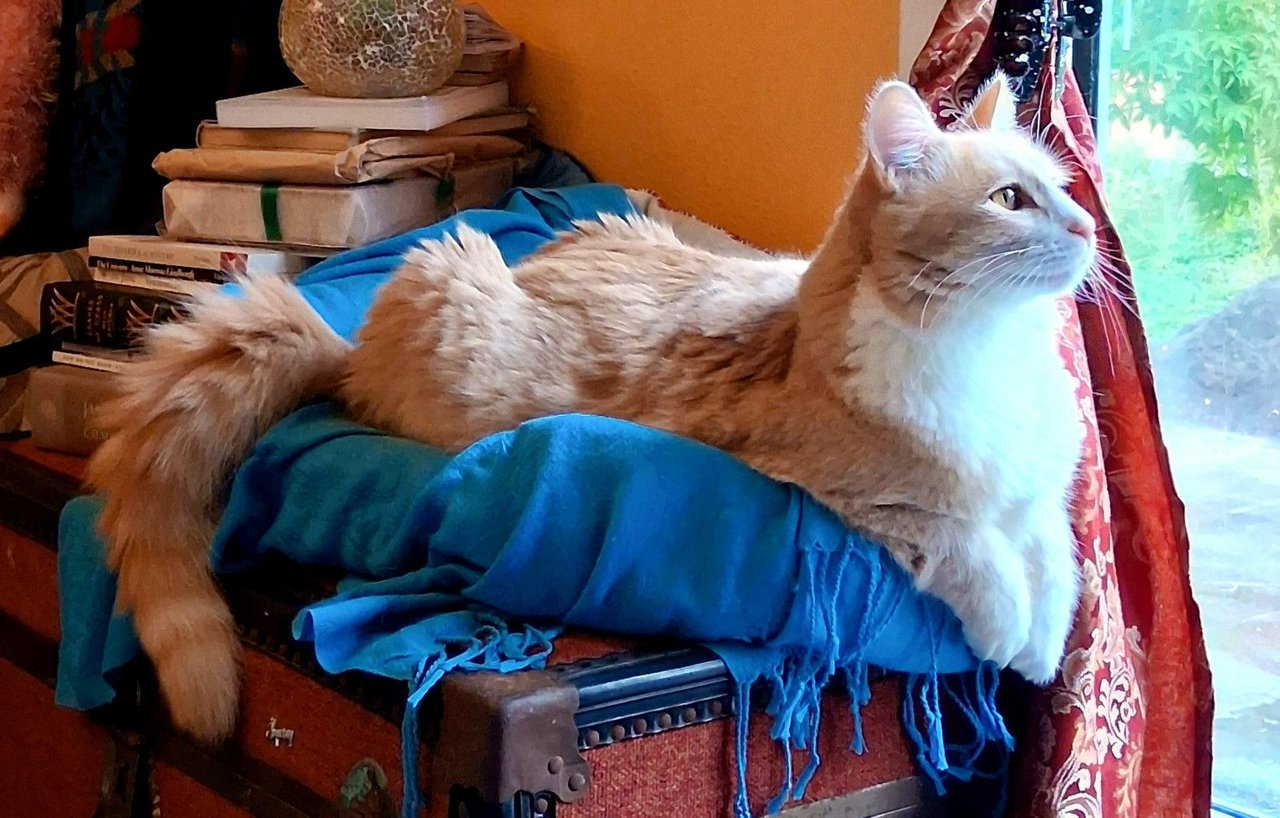 Curator Cat on Caturday: Whatever Happened to Spring?