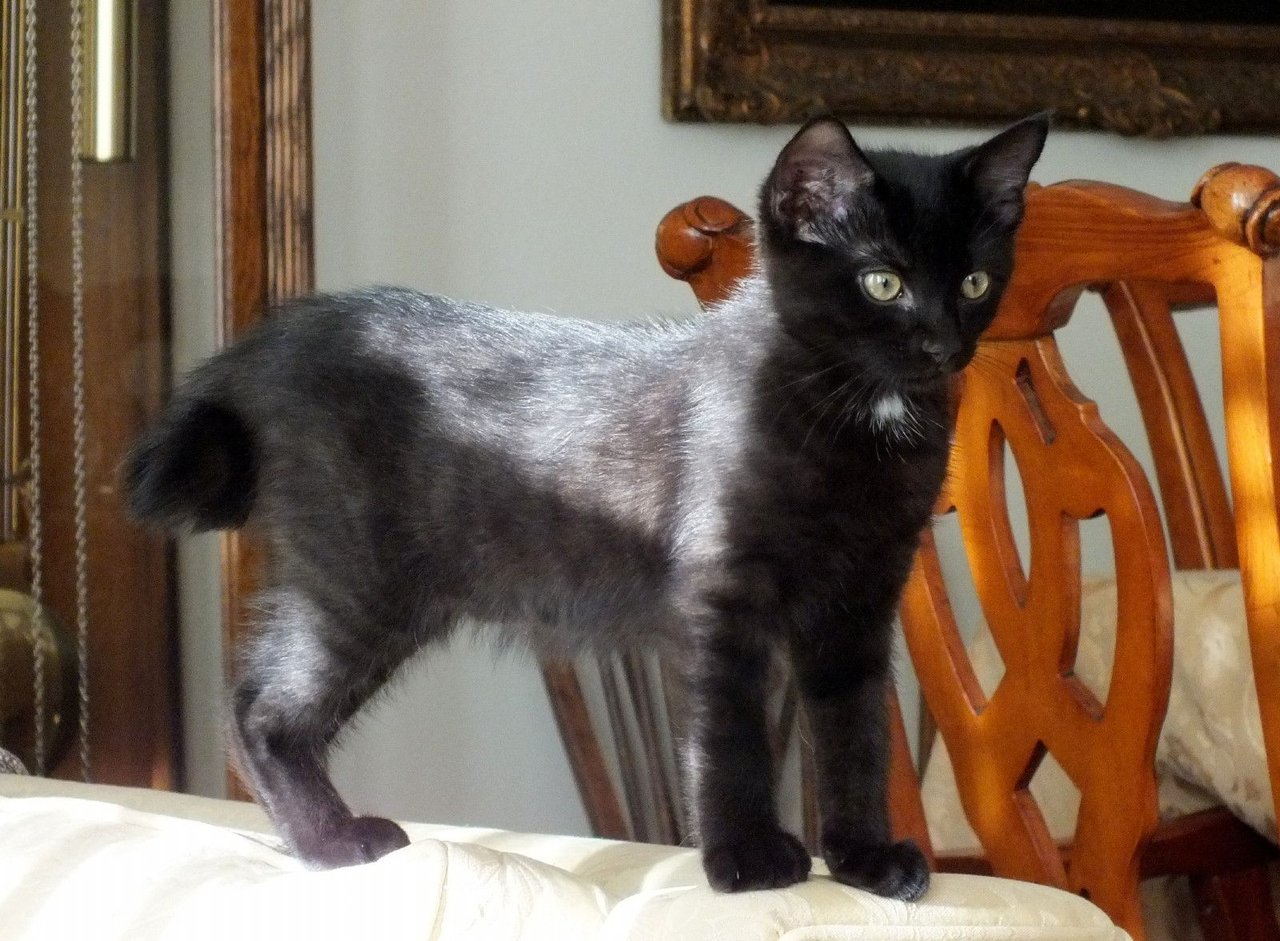 Curator Cat: 7 Years of Cat Blogs on Hive!