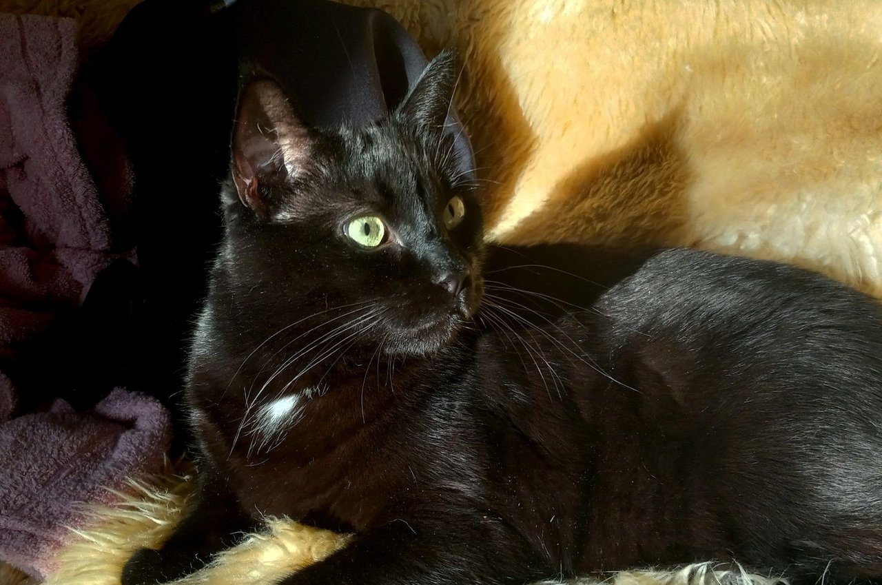 https://files.peakd.com/file/peakd-hive/curatorcat/23xox2Hh8VrVdANnTi4LLXnsKgw6cEgiNE8oz4tCYeqUsxwk6MqeYyrUYyEeByobB26hT.jpg