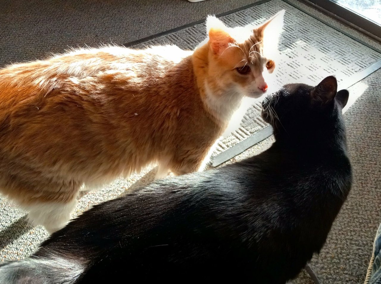 https://files.peakd.com/file/peakd-hive/curatorcat/23xp1vPkHeKurXppz5fesfXHzyp16YpkU2qgeyUZ5hdJrC937VXhT7mT4vjEygTFWewZ6.jpg