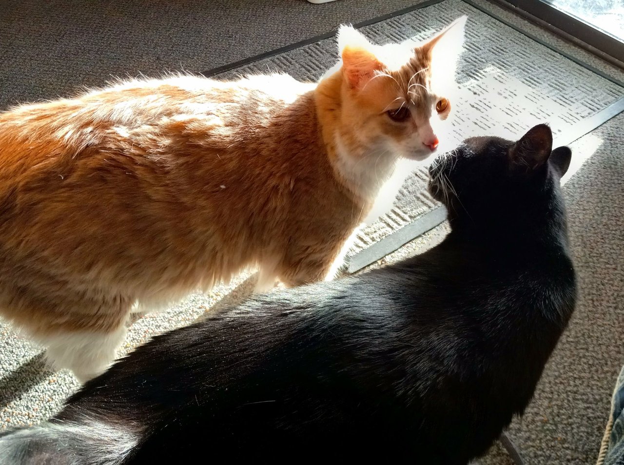 https://files.peakd.com/file/peakd-hive/curatorcat/23xp1vQ5cSzVVEPk87HbnSRMznrgcFYhBRBzhqMmwWe8S3wBufSGuBtko4K6qfSdT2gF3.jpg