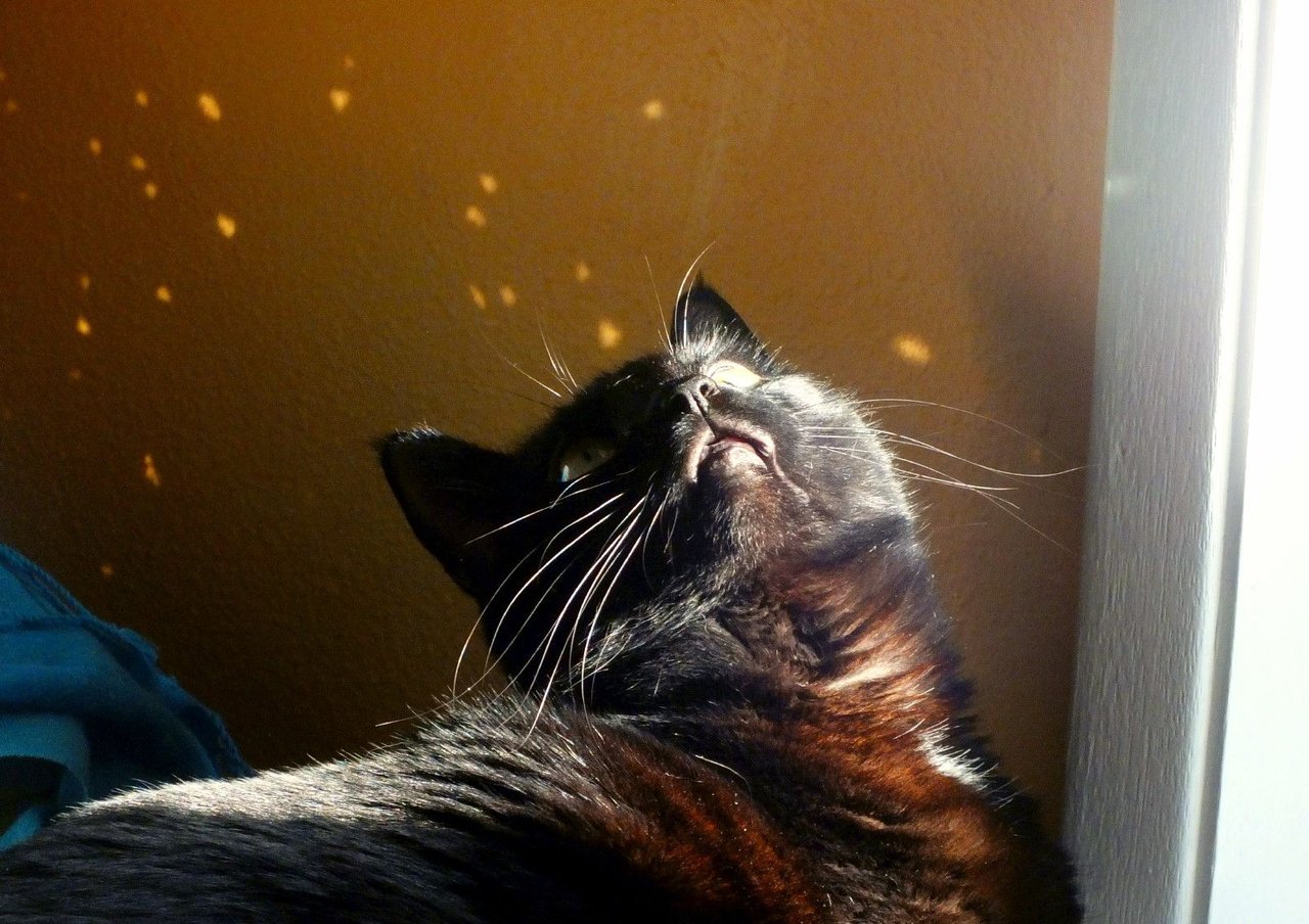 https://files.peakd.com/file/peakd-hive/curatorcat/23xp26S3YWXpB8PqSQTxbLLdzpGnA8N9dbigdTnjfrcTx24AQv9nm4P6og3nEP76h5Zc3.jpg