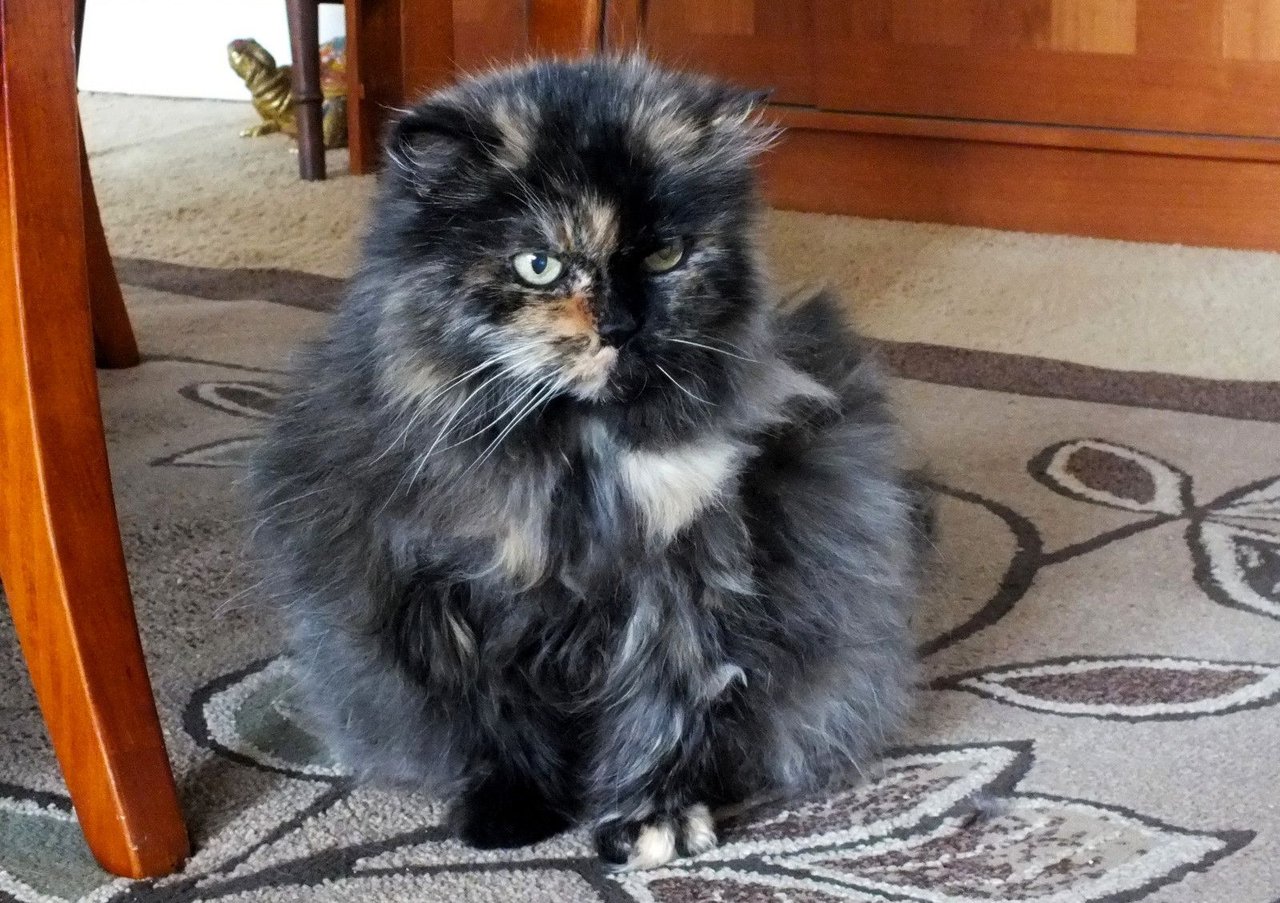 https://files.peakd.com/file/peakd-hive/curatorcat/23xp4FFgpPXLTbu87iAY4NTWgRo9vNJf3yVnW2pHVo7iozyzbtLn3VqKTL9yr2Scs9C98.jpg