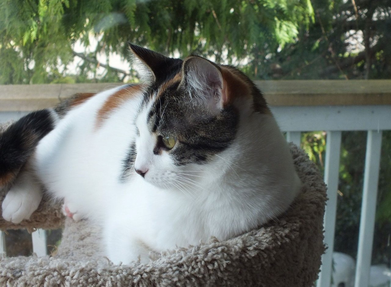 https://files.peakd.com/file/peakd-hive/curatorcat/23xyRCwFv7SEW8YW31jSG1vdiNwyPDxCsuRVauYVJaxRZhUnWq2v3fu5KULHAXfaFkxtx.jpg
