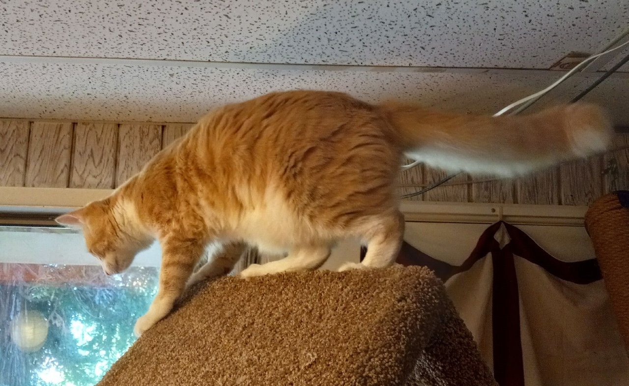 https://files.peakd.com/file/peakd-hive/curatorcat/23xySudB3KJvweWsPmEkRsZDmjiuMRVy18PGvXET2tT2sBmtK9SPV9teZHCEQLNACdcMJ.jpg