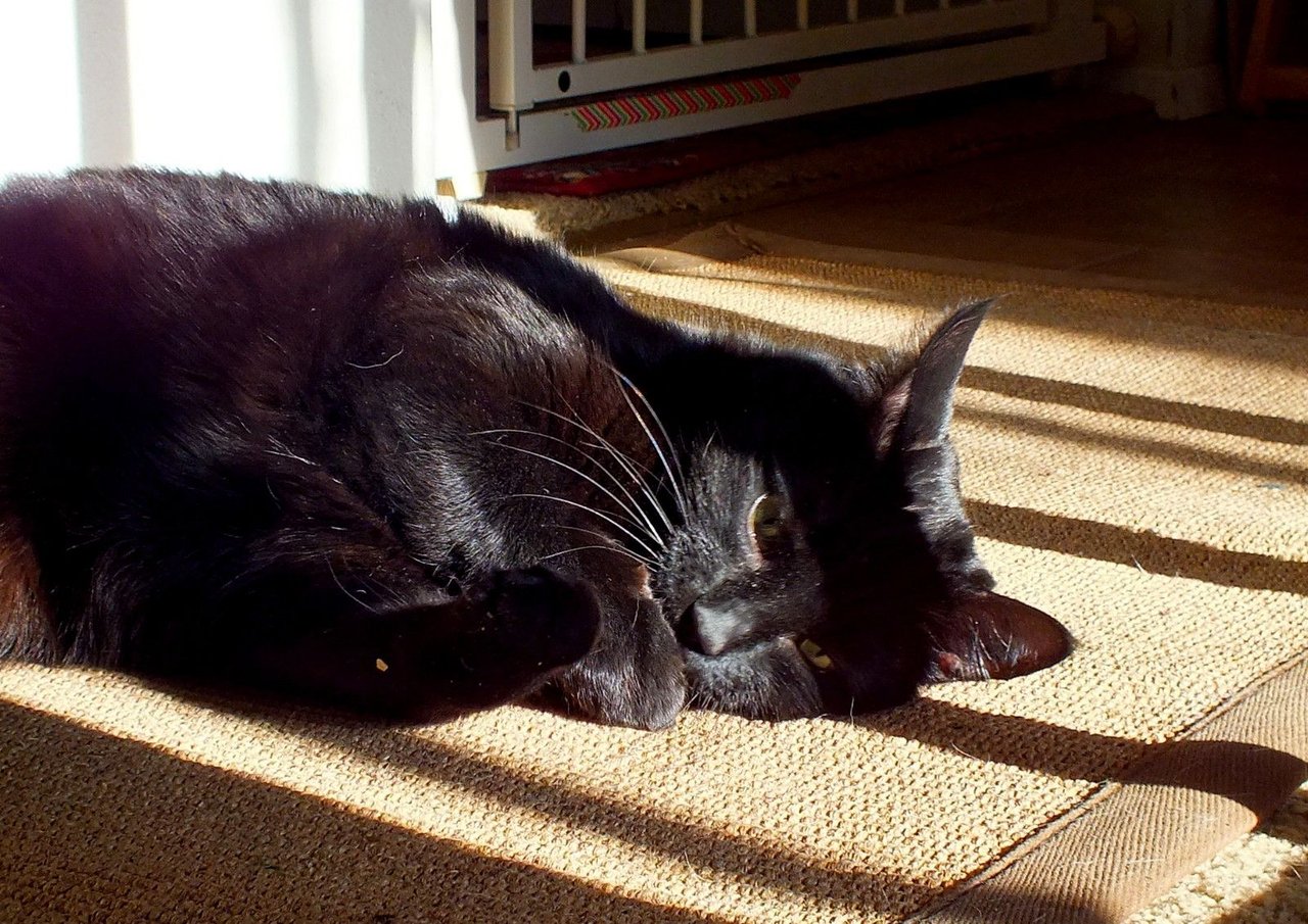https://files.peakd.com/file/peakd-hive/curatorcat/23xyTNcuKkmT9RPC2zSPxuoCixQr31JS6uW5x78afqwQ2KumaZuK8jnQZD6NQrRF2sTGu.jpg