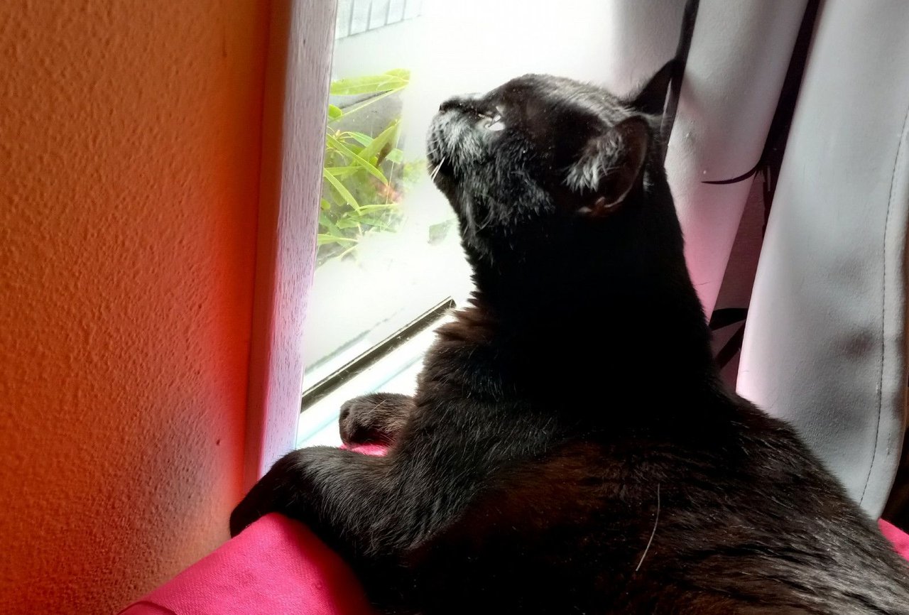 Curator Cat: Caturday and Spring Breezes!