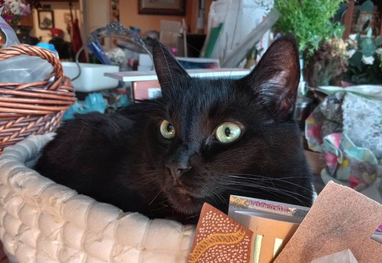 Curator Cat: 7 Years of Cat Blogs on Hive!