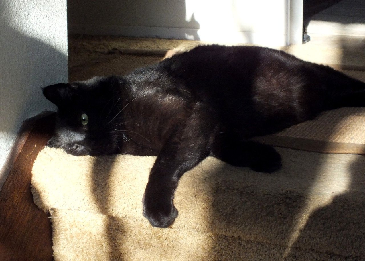 https://files.peakd.com/file/peakd-hive/curatorcat/23yJEA9v8BuirZQ9h3TDzp94sxGyMYHXNCxNmB6RNSUAhuw3ttDYwqzasscPfnd1qYWNt.jpg