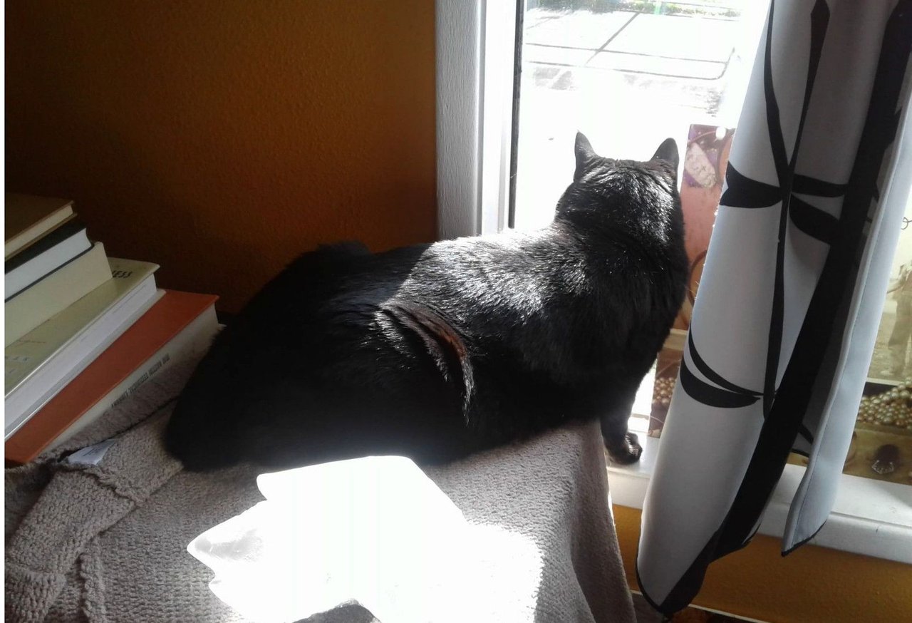 https://files.peakd.com/file/peakd-hive/curatorcat/23yJEbYbfYRqovFYedz2fGXopoCyFFe9JpC3BGypzfVKFqngnPW6dBeD3Dkfv6cdAErzJ.JPG