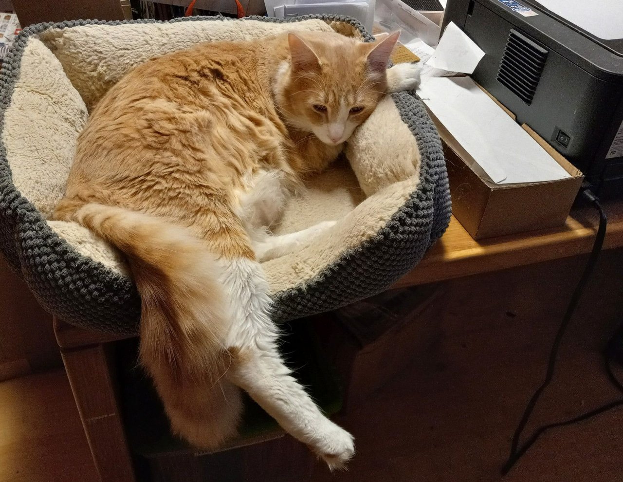 https://files.peakd.com/file/peakd-hive/curatorcat/23ycyqoQ4NXWxYeHPZyYYSxPZSKxN8KLxmdV9dTo3bbNsB82DCwkfStNkQDSjfeGNUfCu.jpg