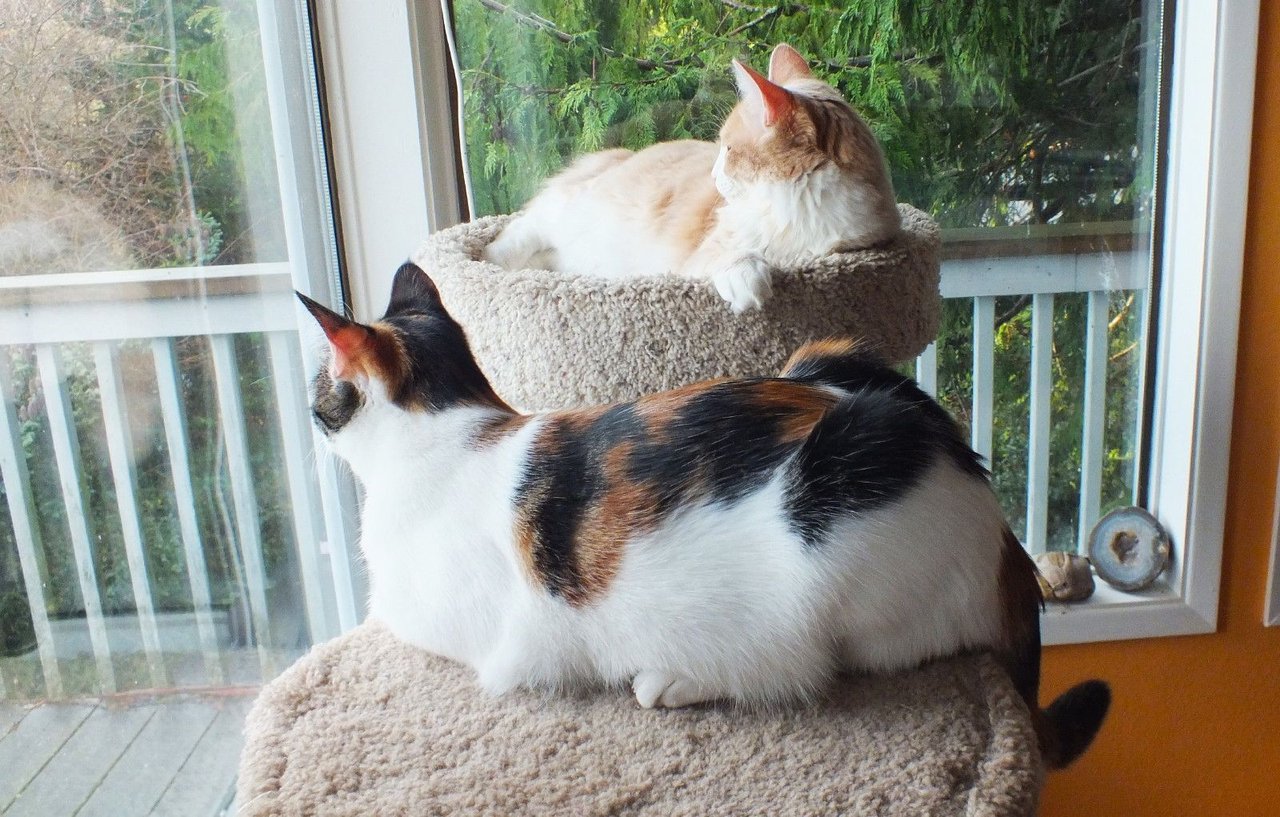 https://files.peakd.com/file/peakd-hive/curatorcat/23yd7oDZ5gwMmFroicTWVtHaX4v7LqfCf2BwKAcgiM5CVyStw8HR4TAq3ChJejyyZuD3Z.jpg