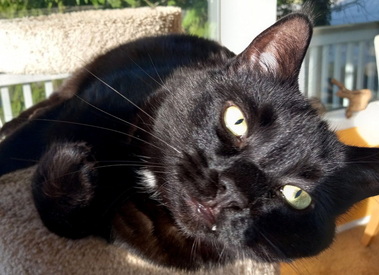 https://files.peakd.com/file/peakd-hive/curatorcat/23ynNDuQabhtM62sXhY6r8eGJSwkhdH98XPvrCwqi7RH9i5T1CgRperUQrwAxnNNqoS3i.jpg