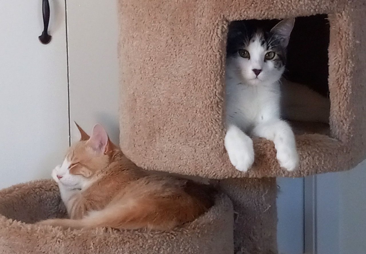 https://files.peakd.com/file/peakd-hive/curatorcat/23ynS7Nmct4T5aoGoKX5Y23JDLkfEZoWh8cdFSs9vjpkRmW3ExN8xKQLBGpJQhNzJoGU9.jpg