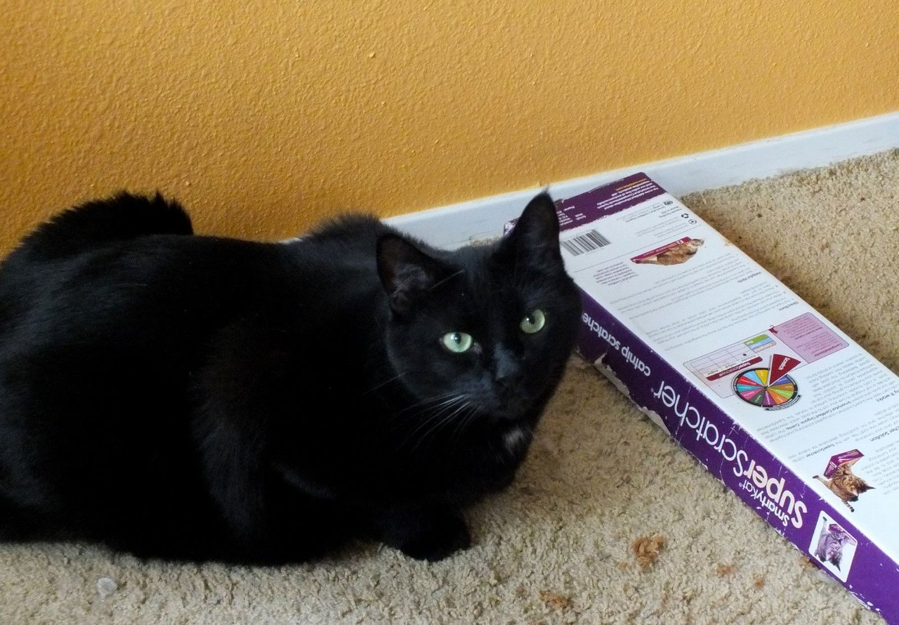 Curator Cat: Last Caturday in May!