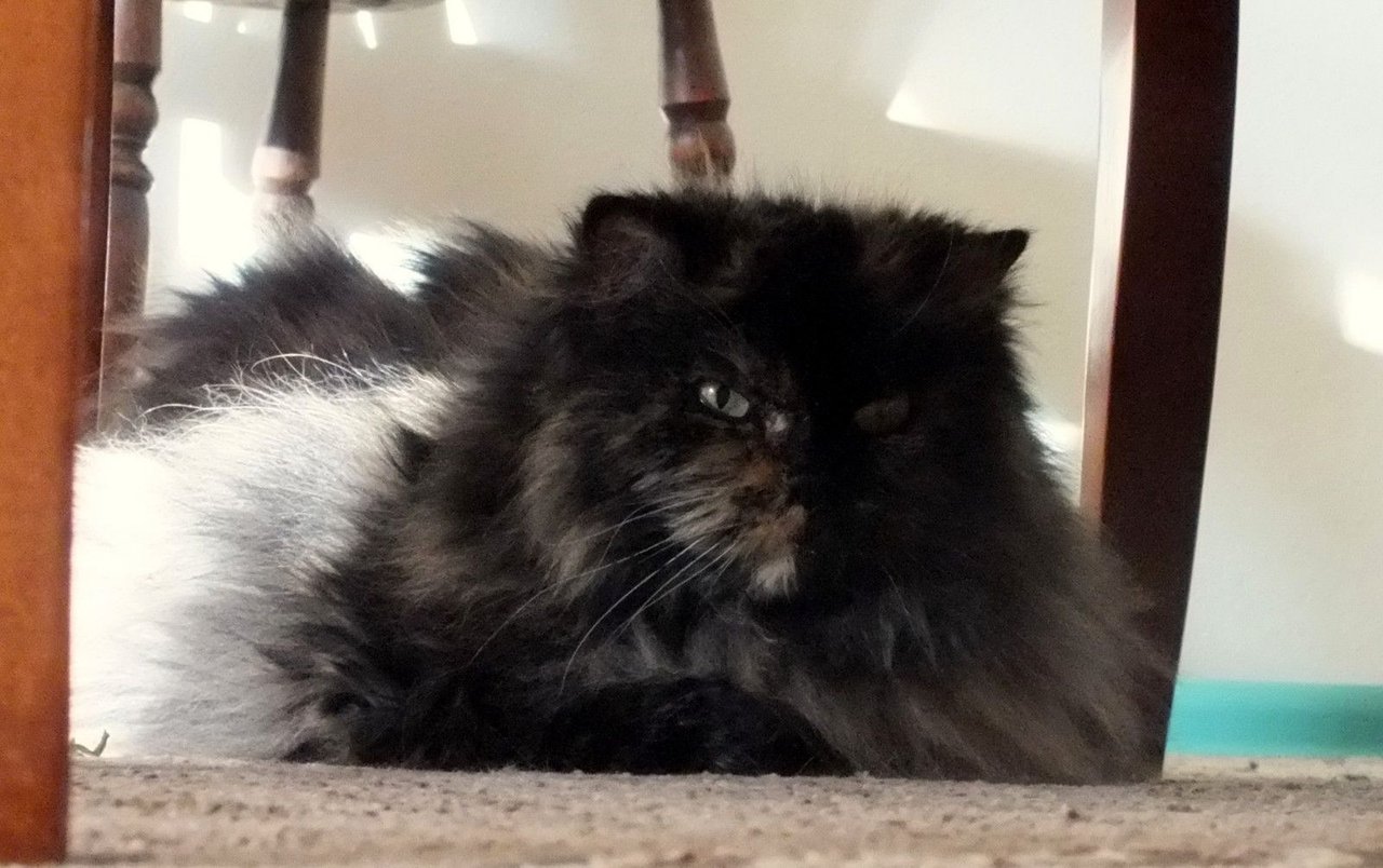 https://files.peakd.com/file/peakd-hive/curatorcat/23ynUgSW5iBXm3UQXwMRQA2dFTdcFMuNwvheHkp4yxL5GtQQjYweVRSczwchMNfeDrCnY.jpg