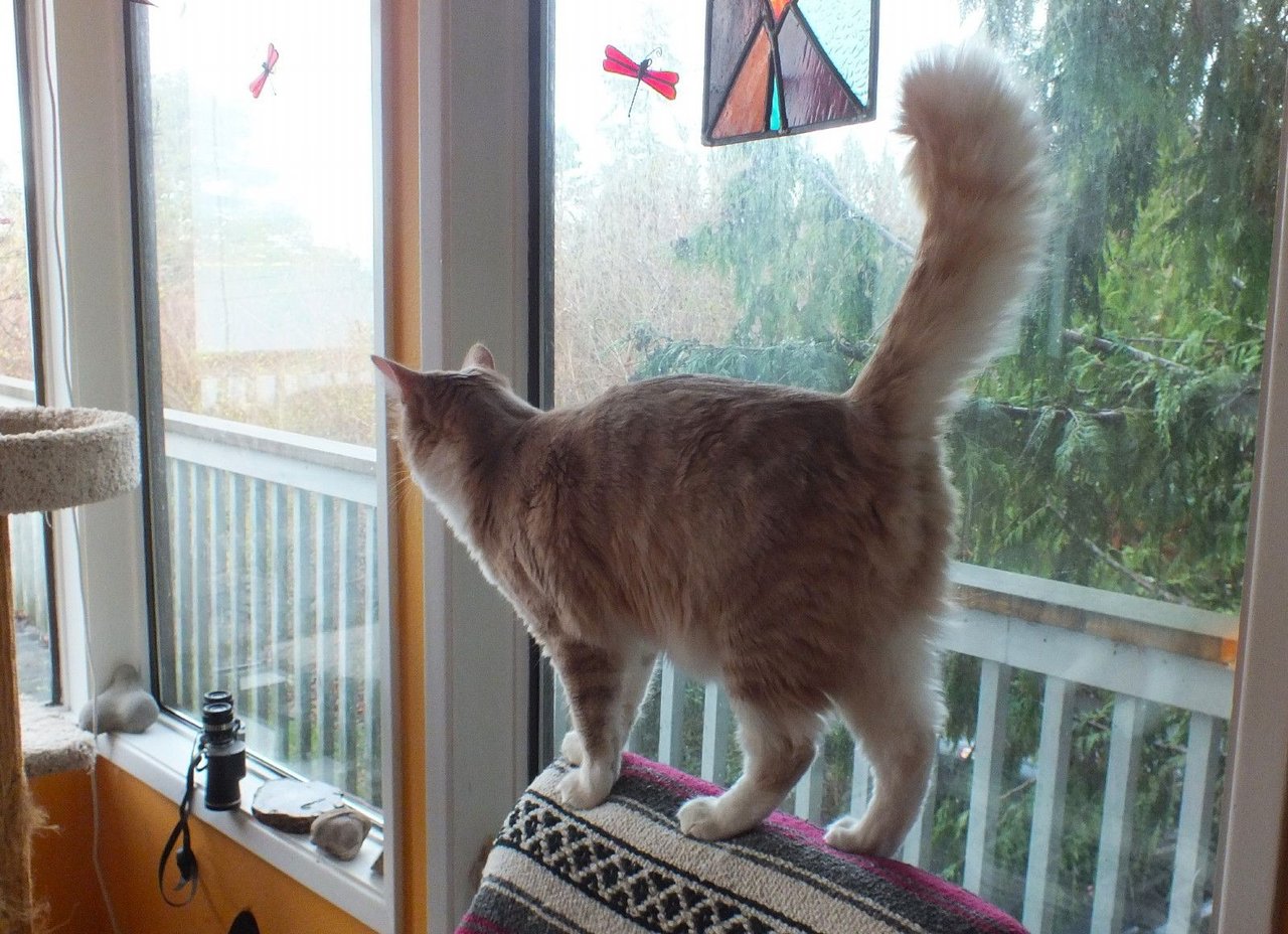https://files.peakd.com/file/peakd-hive/curatorcat/23ywsBgCPnMuwitG8aLaHXsb5c1igffux14fY3SWYhqdFxXeWCEtSJfJGXFv3UQjPNMKi.jpg