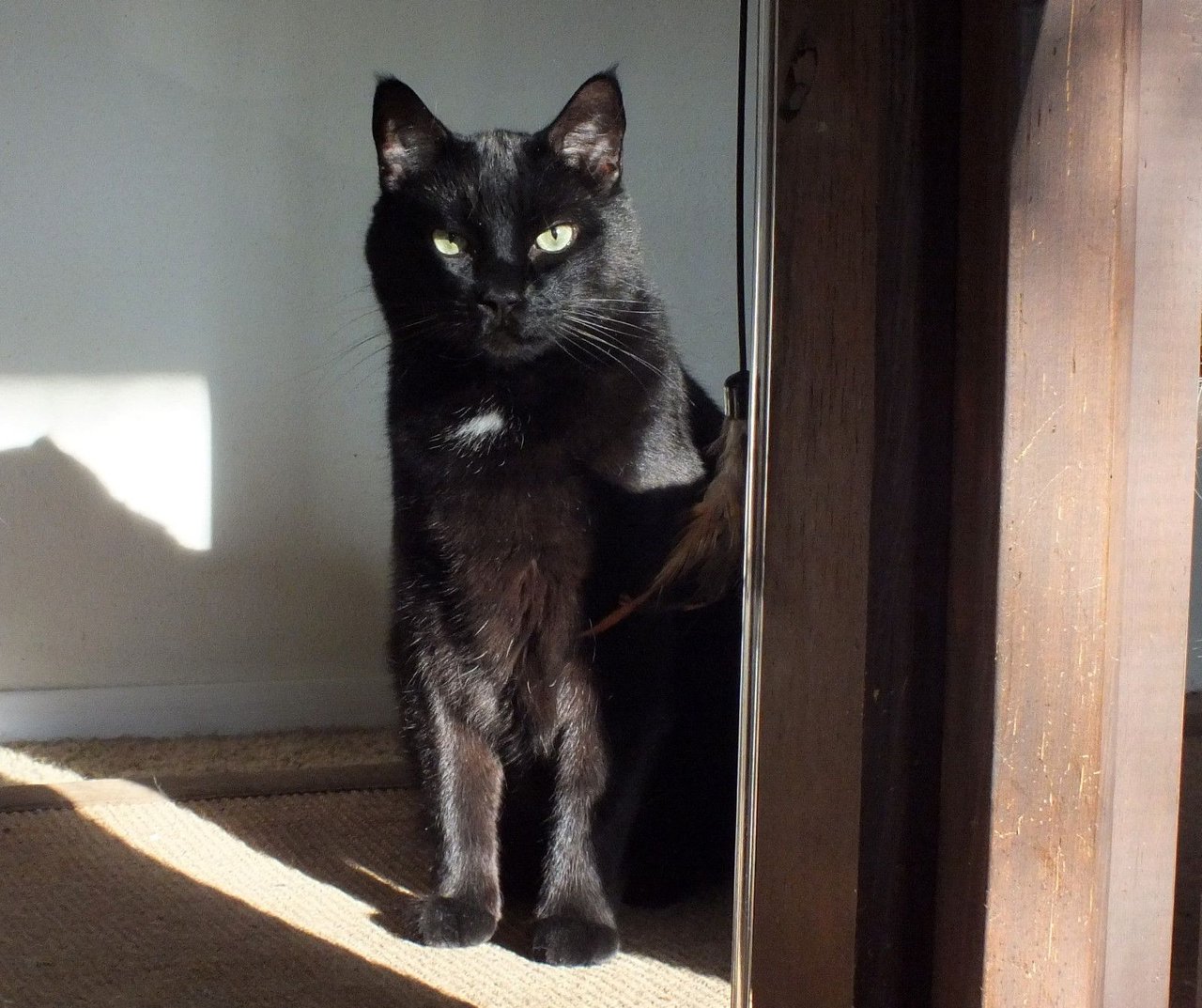 https://files.peakd.com/file/peakd-hive/curatorcat/23z79DNhneskX9sXK9zYwHscNz1gBZXfbUhQNi7UfwdkiL4z7EeSZFhpiNzocbzCgqGza.jpg