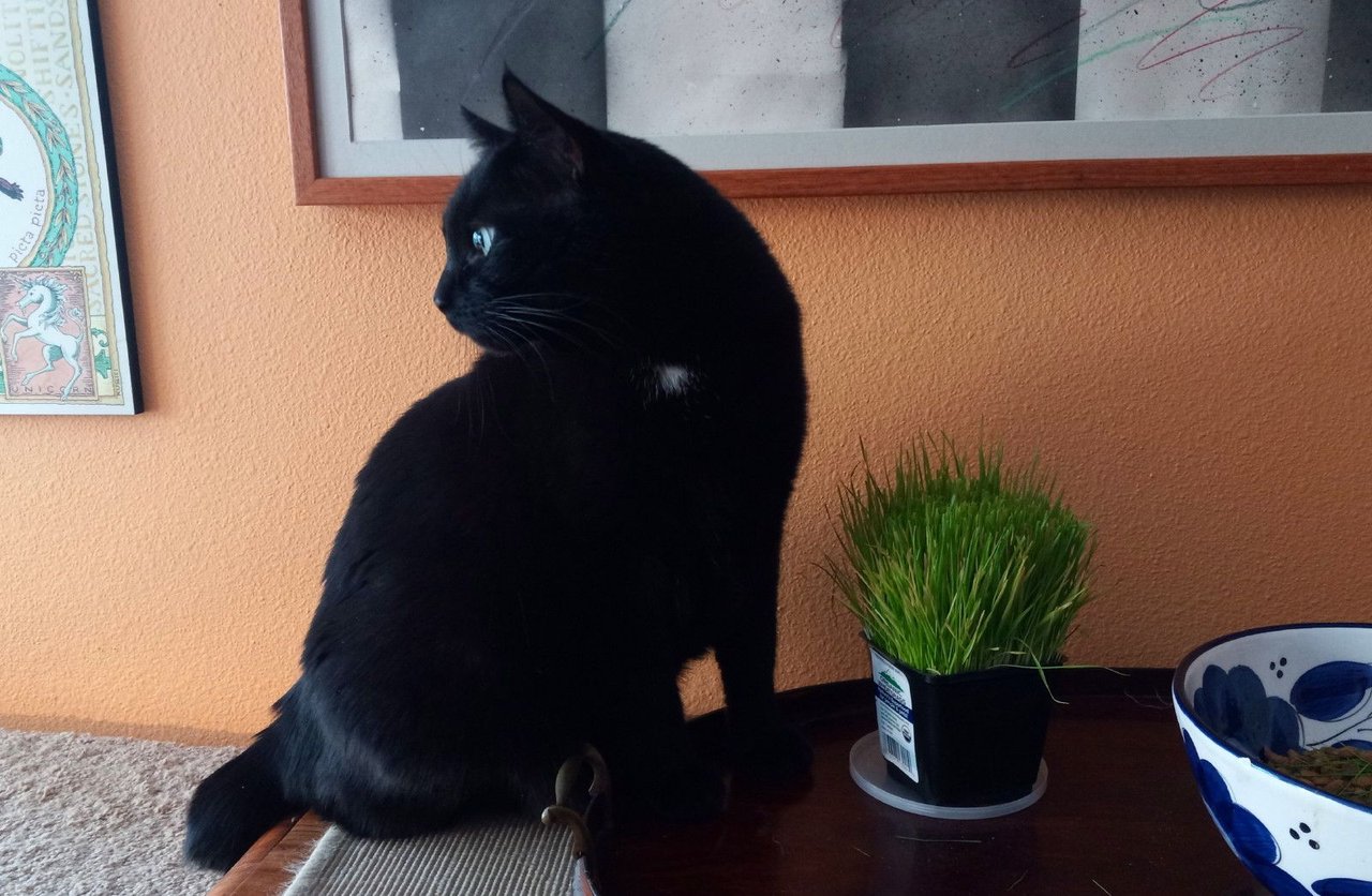 https://files.peakd.com/file/peakd-hive/curatorcat/23z7BzsRiJ8LLQPYmnoKp54puNnMrkdQXoQPwQYqiMvpiJUH4hWxi6kx1VDowLFGFCWs4.jpg