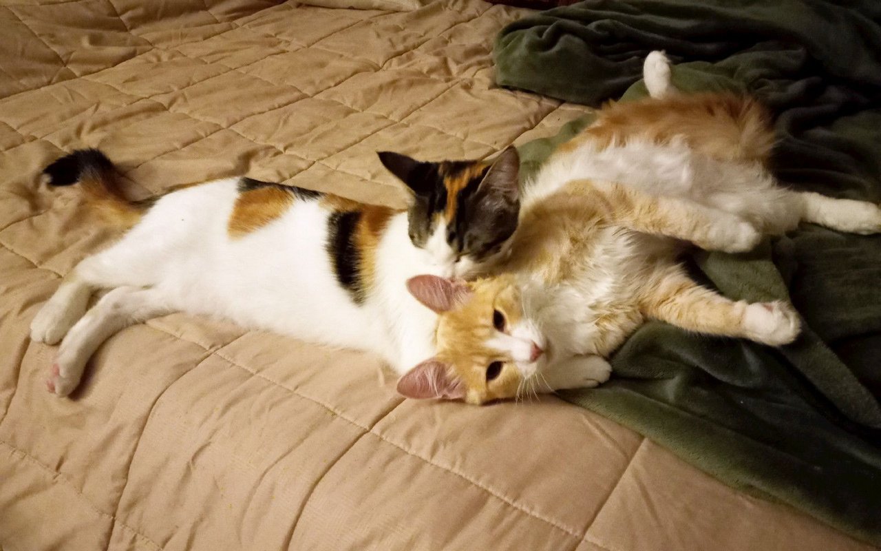 https://files.peakd.com/file/peakd-hive/curatorcat/23zGgwZdmSLETu8BpxWzMBht5c6MMjLtSHW9V6KnxfL7P4Pjumn5Lcvwe6AnhevpzuEGk.jpg