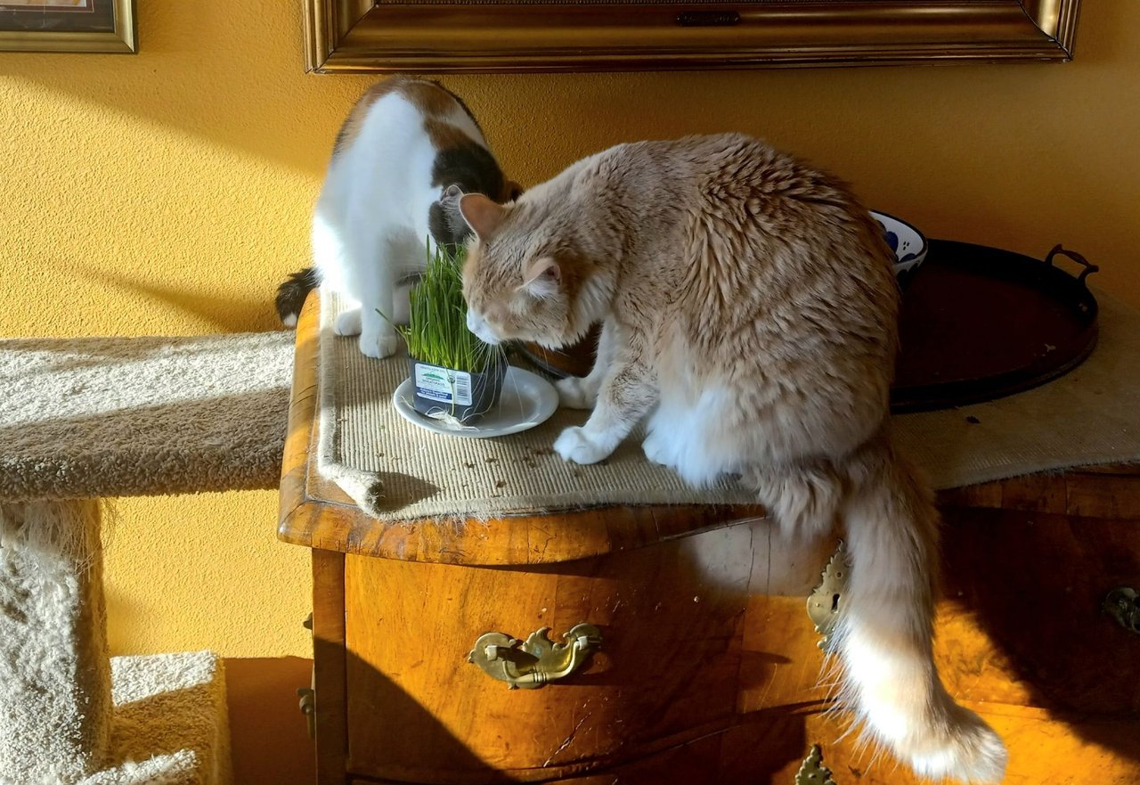 https://files.peakd.com/file/peakd-hive/curatorcat/23zkn5i3T1qgdfQNoXF5bkn9tm6YDuFmMaVs1y7yRDp48SLSsr6D41v66bTeRdvN7bRWt.jpg