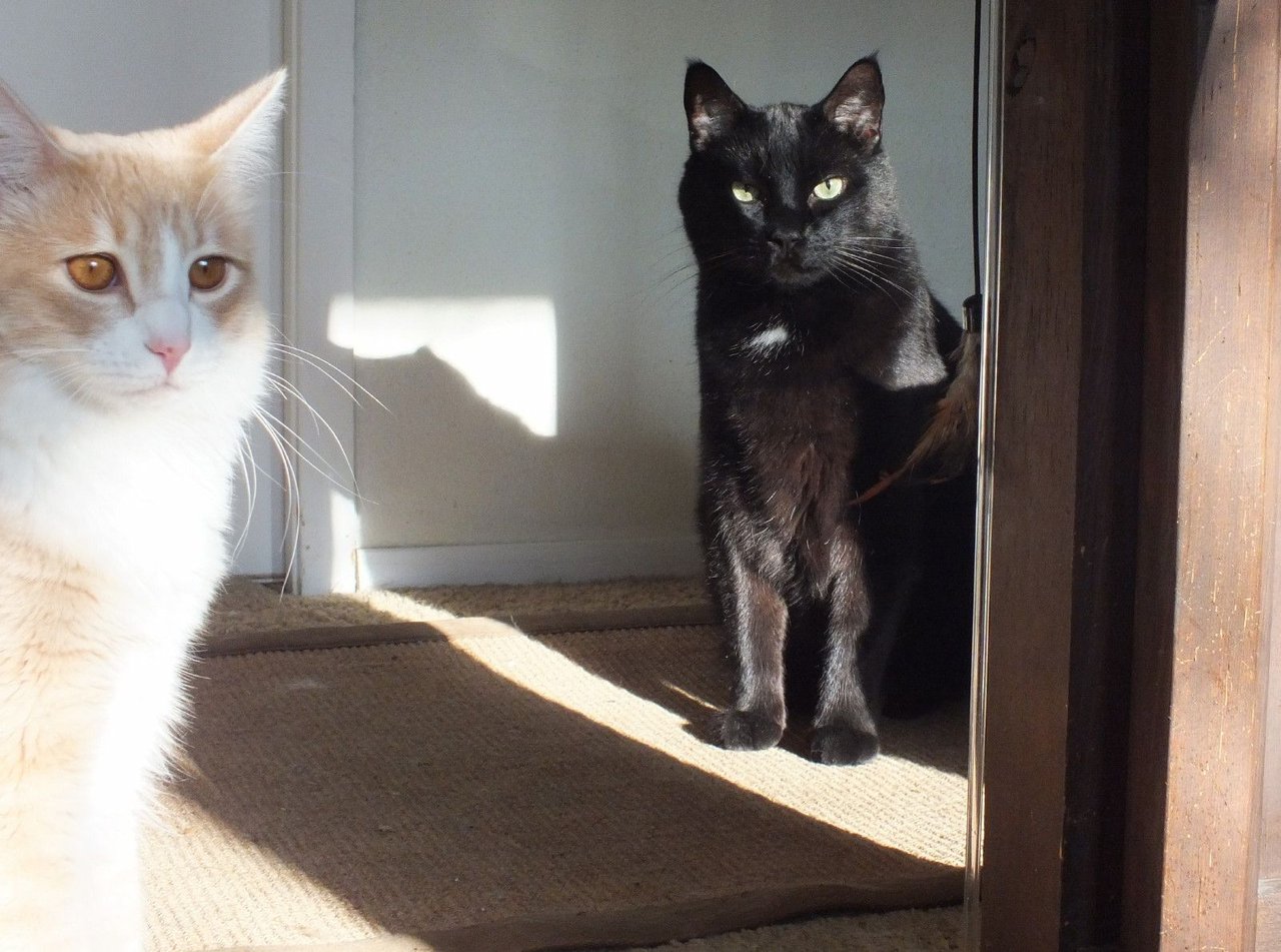 https://files.peakd.com/file/peakd-hive/curatorcat/23zkpZjPrugh4pJWJKRFAzoTzLkfGUfTsnXN5piCFyRQX5AMXpTZGkDYPiLdEs535jPhm.jpg