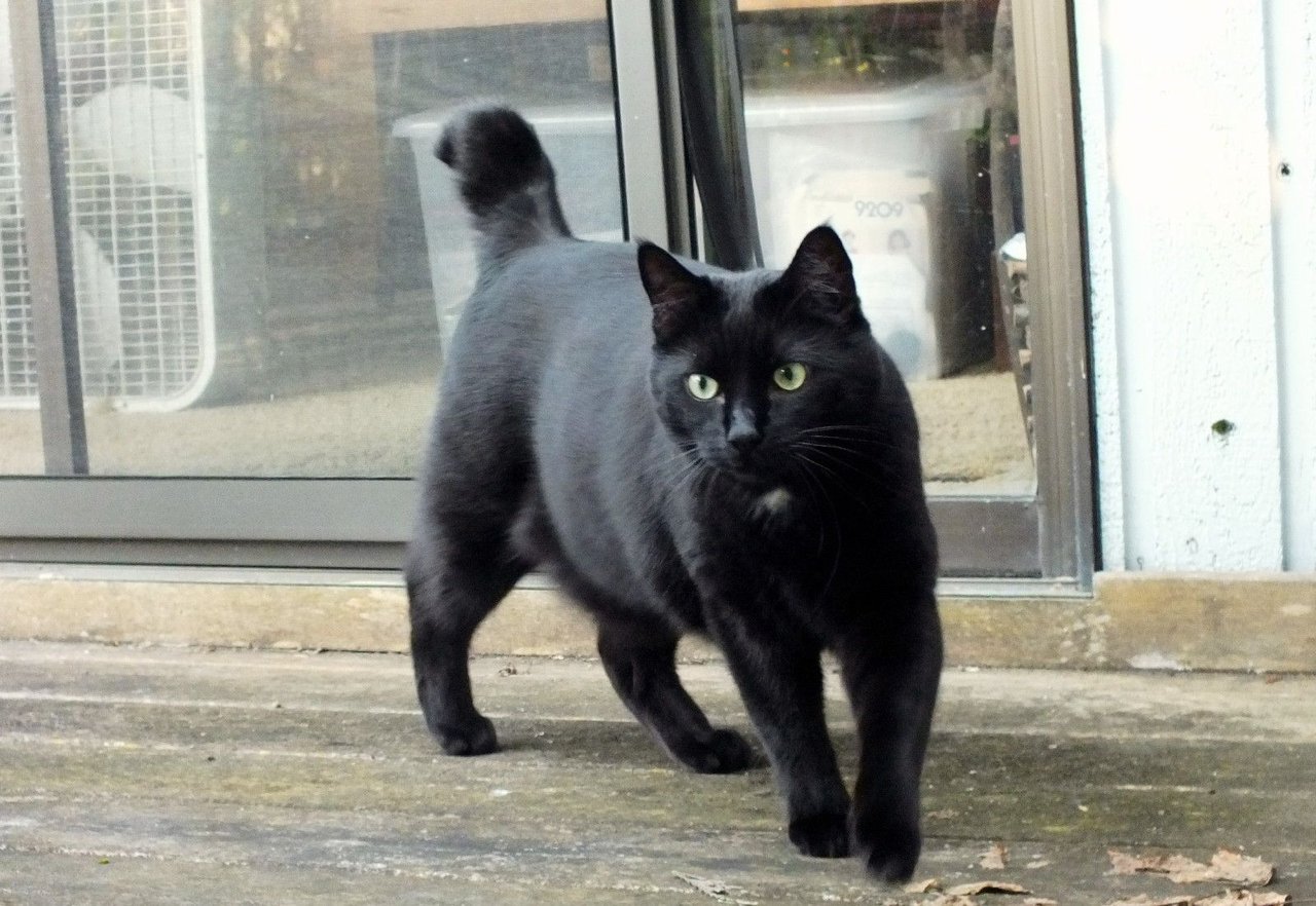 https://files.peakd.com/file/peakd-hive/curatorcat/24241sc7FdH9cB6eJ1x9CkCbZyt1yLzHqyZuF25S8NtX4ziYJno4jNr1bCMFHSnrABCF1.jpg