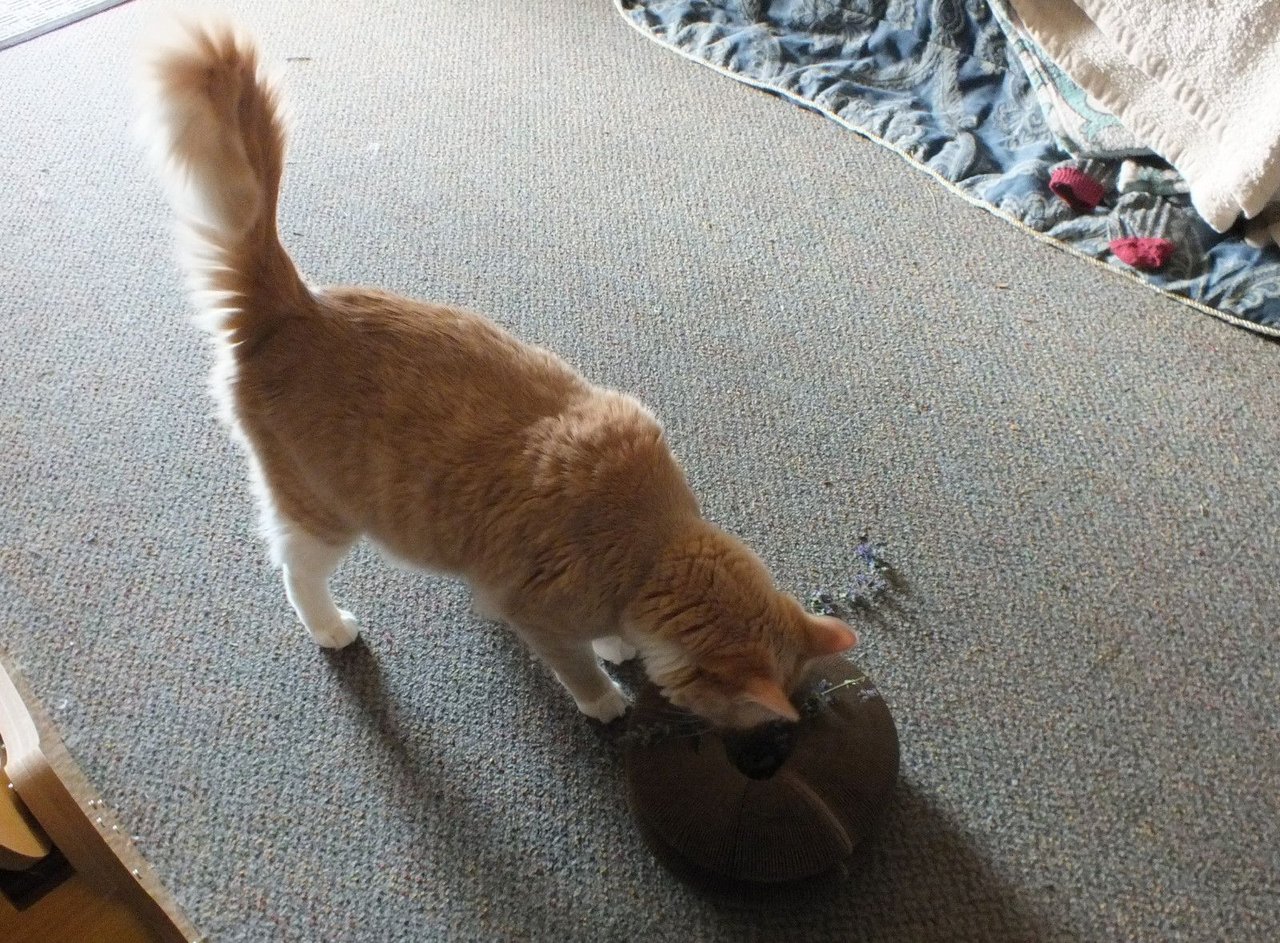 https://files.peakd.com/file/peakd-hive/curatorcat/242NjQ2qGPifYXbQG52pPvLp9ggCTEMpX23hmRLabjm4gk8NrcWritHFh8r7pkniMgfmn.jpg
