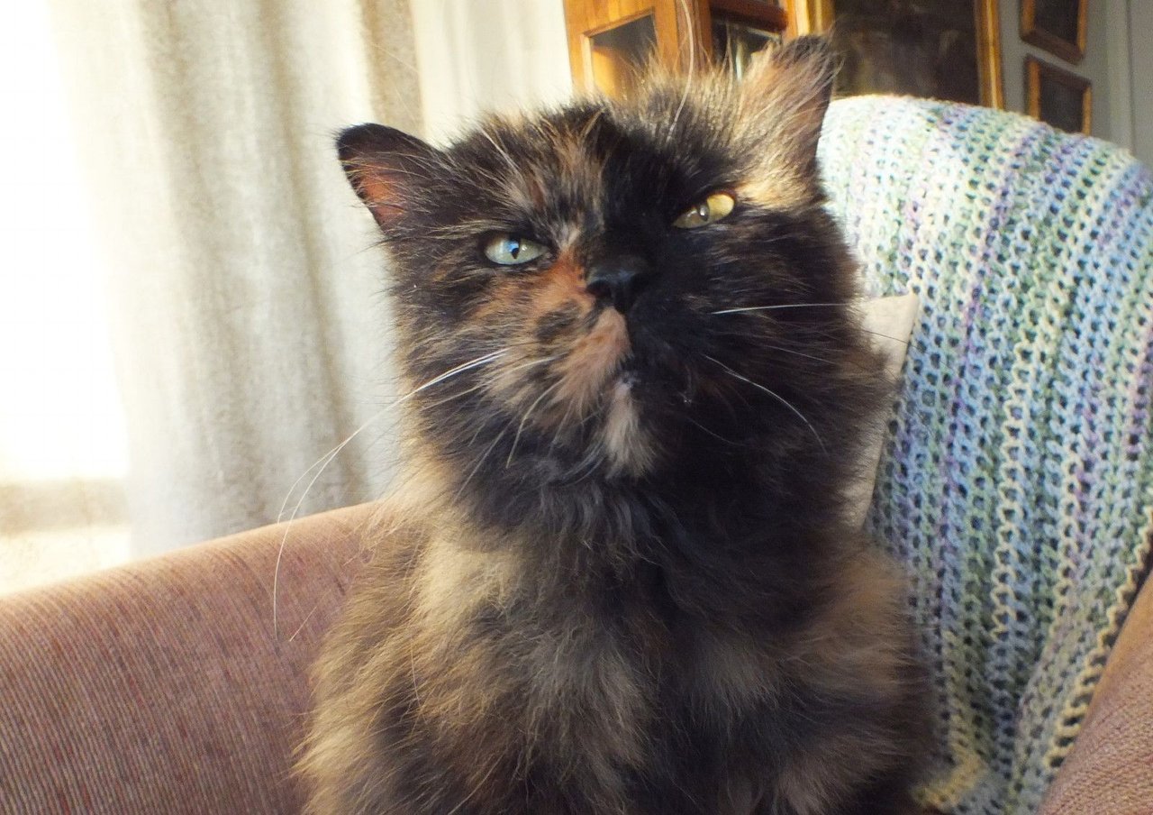 https://files.peakd.com/file/peakd-hive/curatorcat/242NktrVCDH577PPgYhpjtf7LZmQfh9JTuiVp6ceKkgNhaG5XzVQ4wkXAhSesTxABaoHf.jpg
