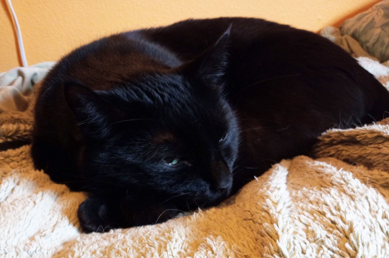 https://files.peakd.com/file/peakd-hive/curatorcat/2458NdufSDcJ9KdaegHuXgiR8jq4pBQwKUdhm2CGa1WW3hKB5Q71mHWqTWRwvHaeksNFt.jpg