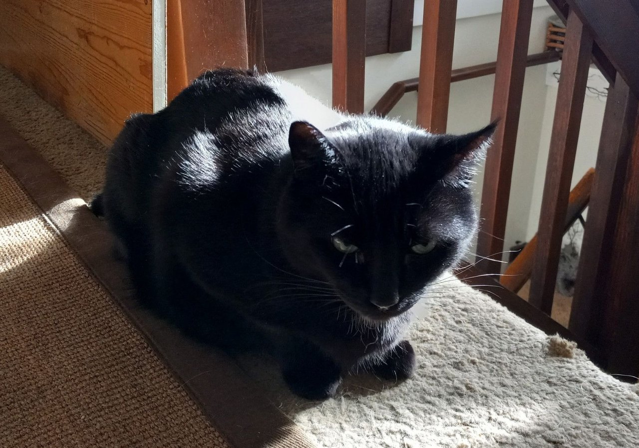 https://files.peakd.com/file/peakd-hive/curatorcat/48Qtwf3c6zQHmVsyqgGn2uJhritbUeVczY5z81BHCVism8Wzs2JWxNn5vh3dW3ksYq.jpg