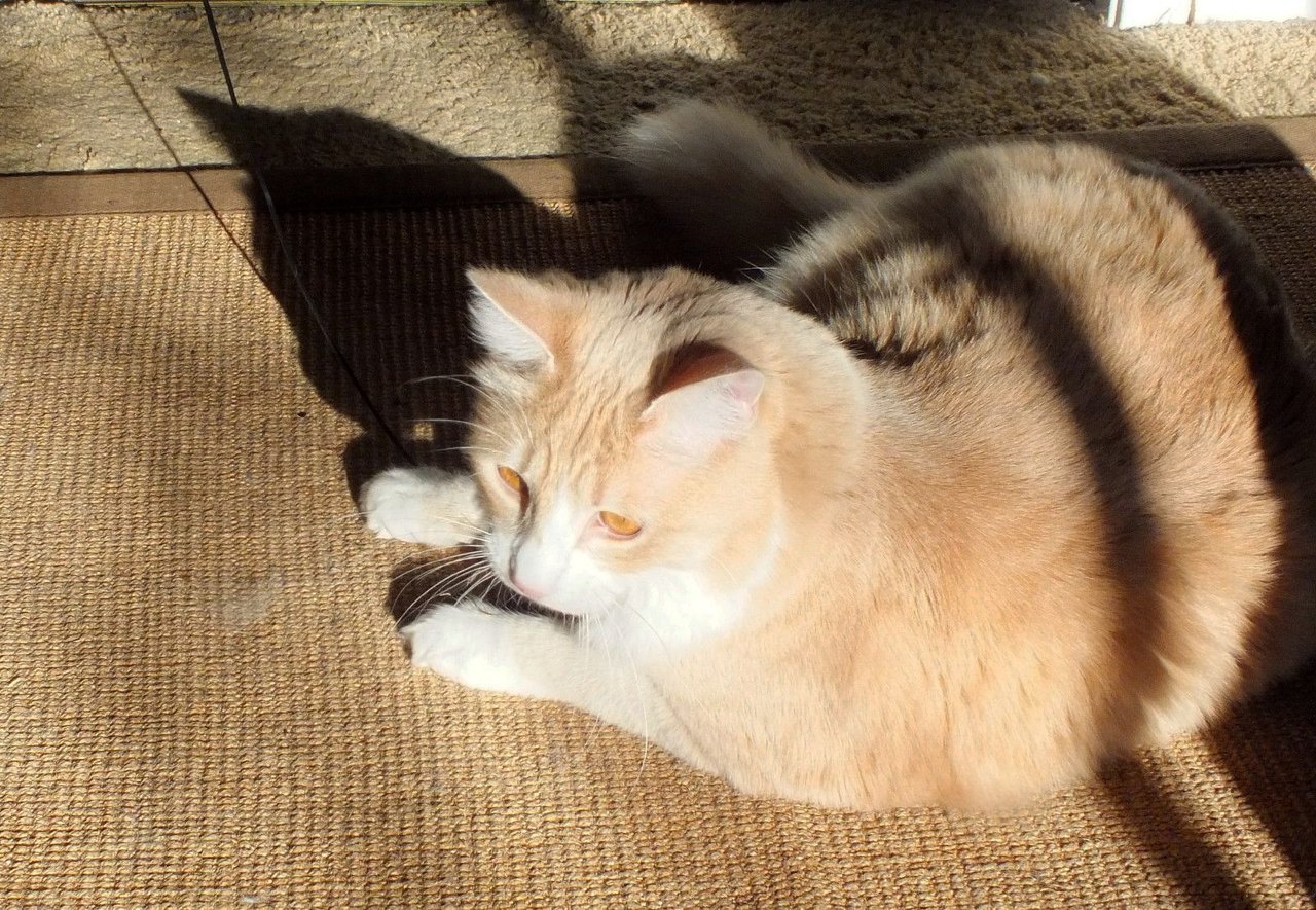 https://files.peakd.com/file/peakd-hive/curatorcat/EopuuS8iD2Fu5yqPSGYyrZwYSpMsgbdDUehwudTmNiCbcnAZmP4EgtJcBbdcZsSFnRW.jpg
