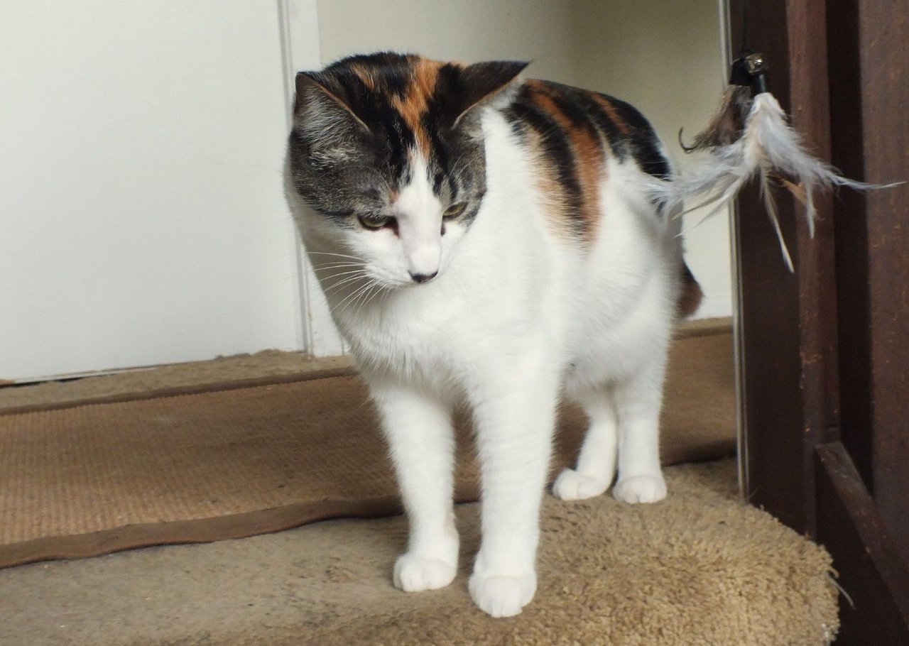 Curator Cat: Last Caturday in May!