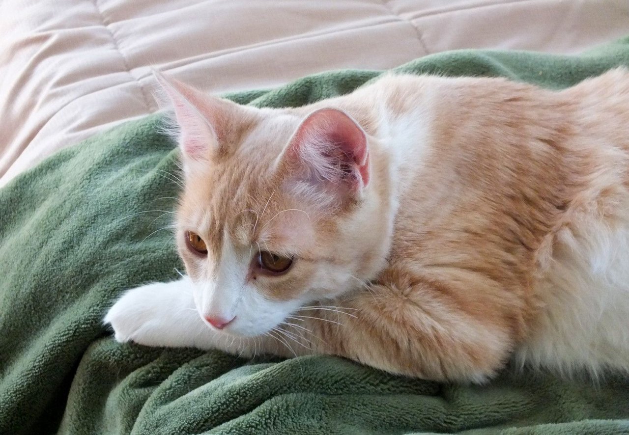 Curator Cat: Cats and Their Many Names!