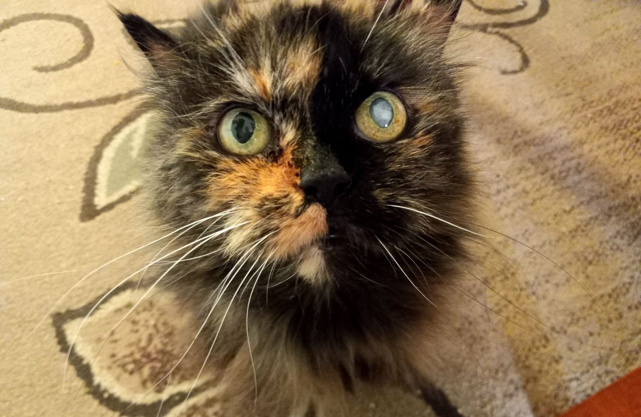 https://files.peakd.com/file/peakd-hive/curatorcat/Eq5Ey1RTjGxvYxNGGpd9jvkuZcHf3baowbJFyMqzUMEbY43Zm6vLRDWz35rfqaxvhw1.jpg