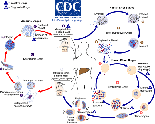 Malaria_lifecycle-CDC.gif