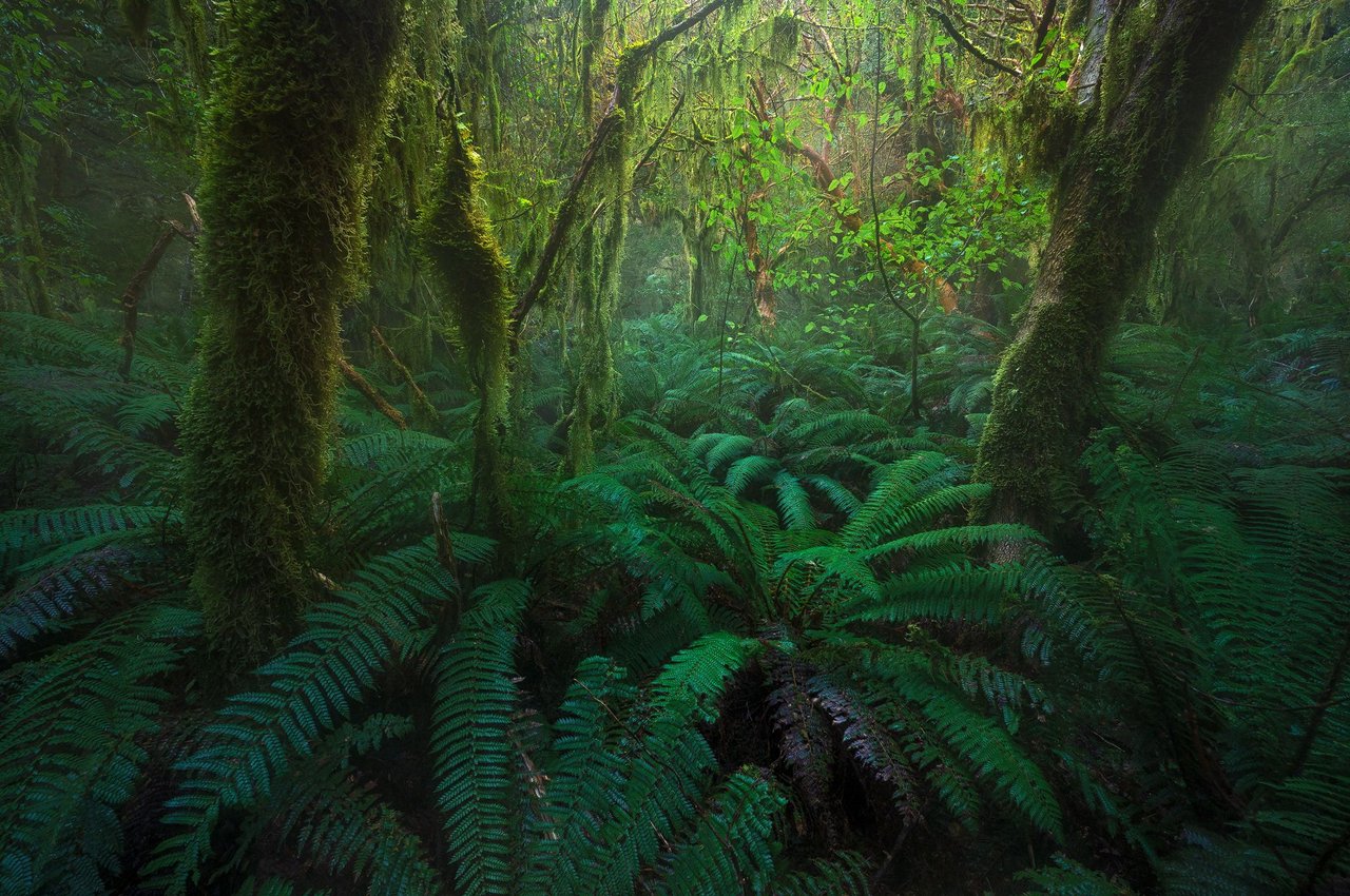 Lost-New-Zealand-Dale-fiordland-gribble-photography-dalegphoto.jpg