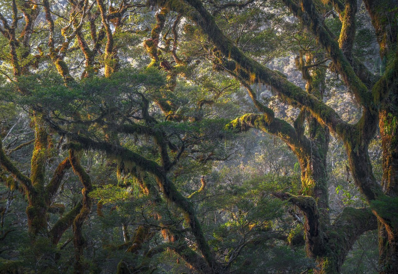entangle-New-Zealand-Dale-gribble-photography-dalegphoto.jpg