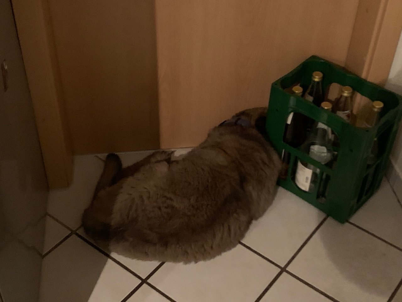 https://files.peakd.com/file/peakd-hive/dandegrischdine/EokadTTBog5iv4x5PoMN3kYLeG5bQqknq7BwspxMGHAUZcUmNCvPSxw9TURyTNooe6s.jpeg